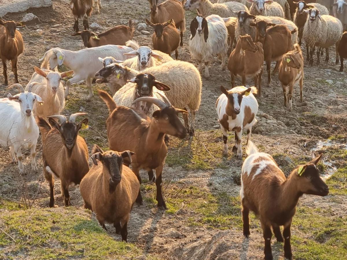 Agriturismo Caperroni Pescopagano Zewnętrze zdjęcie