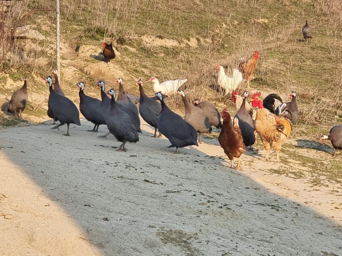 Agriturismo Caperroni Pescopagano Zewnętrze zdjęcie